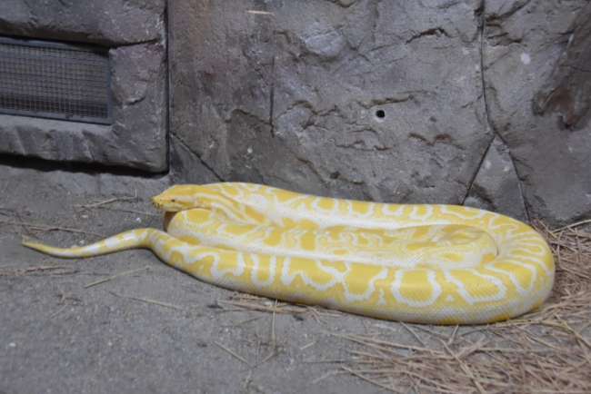 Doğal Yaşam Parkı'ndaki hayvanlara çocukları gibi bakıyorlar